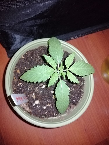 Growreport Bild 1