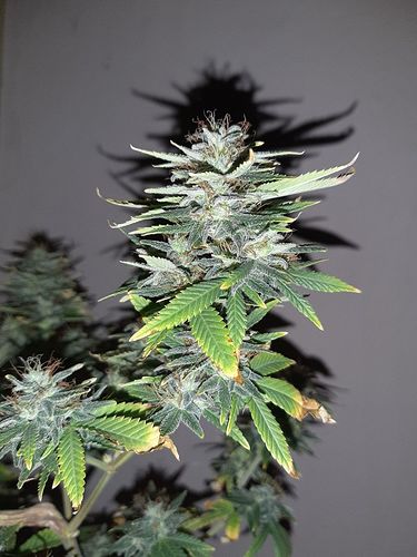 Growreport Bild 3