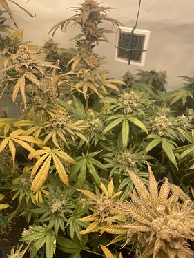 Growreport Bild 7