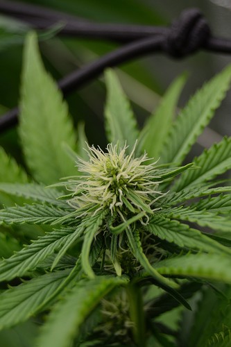 Growreport Bild 6