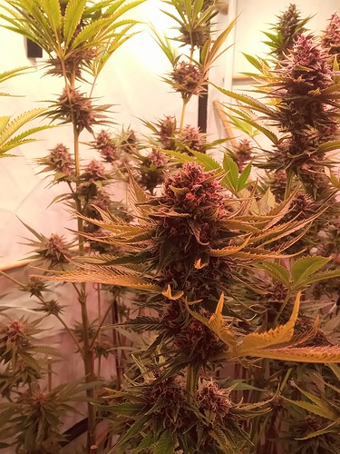 Growreport Bild 46