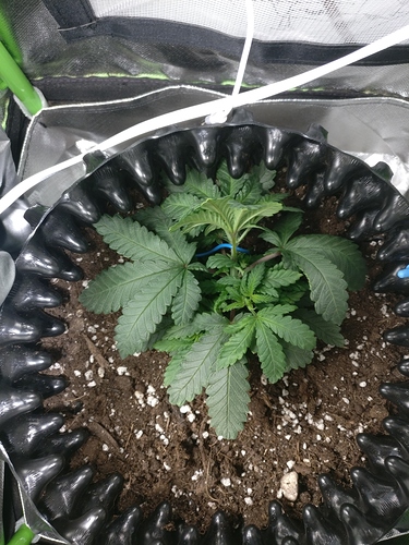 Growreport Bild 2