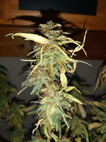 Growreport Bild 6