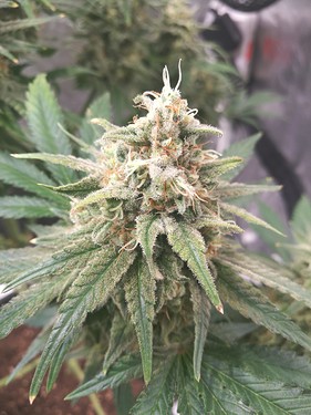Growreport Bild 16
