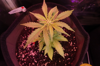 Eine junge Cannabispflanze in einem Stofftopf, die sich in der Wachstumsphase befindet. Ein Namensschild mit der Aufschrift "CAITLIN" ist am Topfrand befestigt.