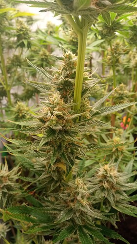 Growreport Bild 4