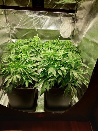 Growreport Bild 6