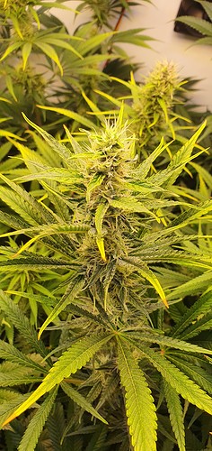 Growreport Bild 10