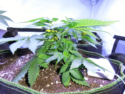Eine junge Cannabispflanze im Wuchsstadium in einem Vliesstofftopf, mit mehreren Blättern und einem kleinen weißen Messgerät im Vordergrund.