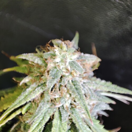 Growreport Bild 50