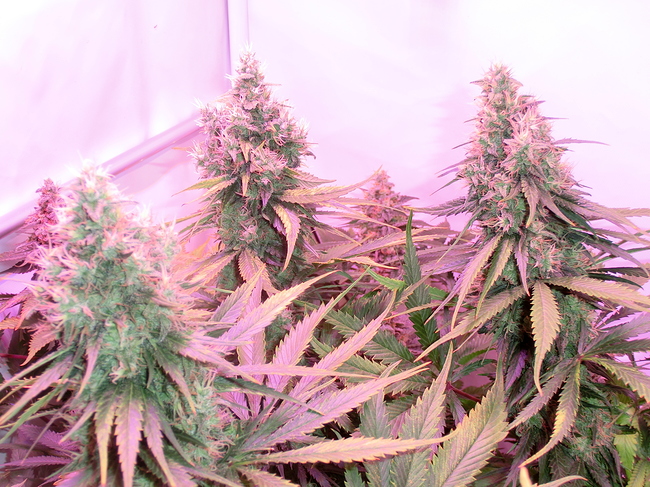 Growreport Bild 10