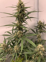 Growreport Bild 26