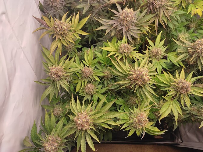 Growreport Bild 14