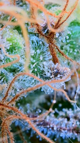 Growreport Bild 2