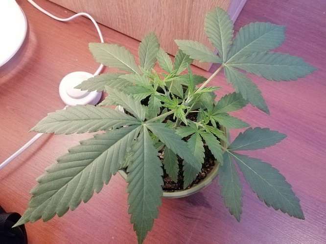 Growreport Bild 1