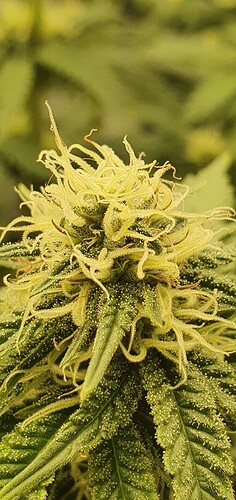 Growreport Bild 6