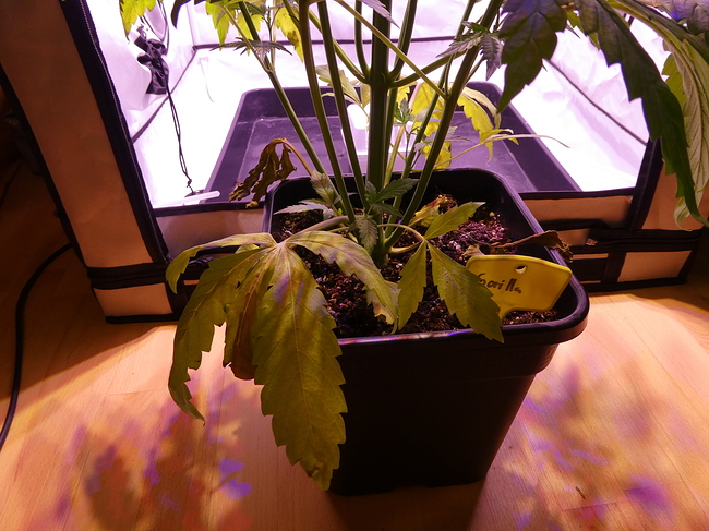Growreport Bild 5