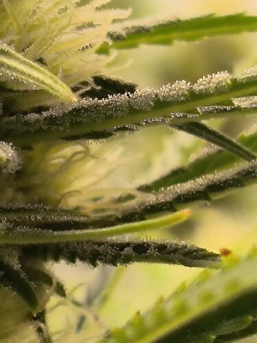 Growreport Bild 2
