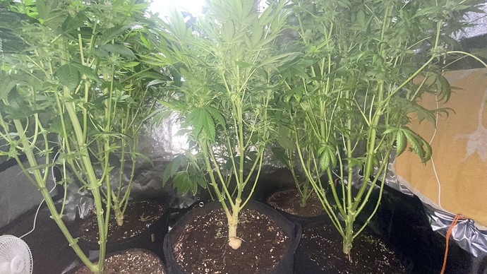 Growreport Bild 12