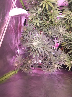 Growreport Bild 3
