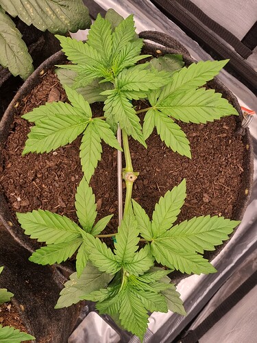 Growreport Bild 31