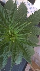 Growreport Bild 13