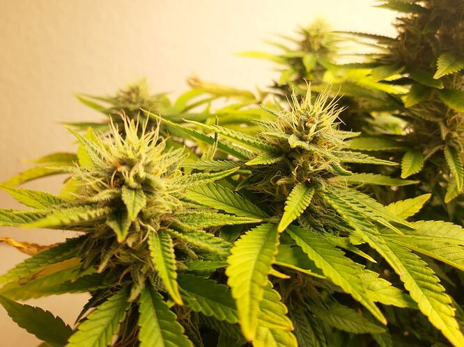 Growreport Bild 9