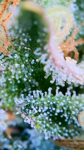 Growreport Bild 25