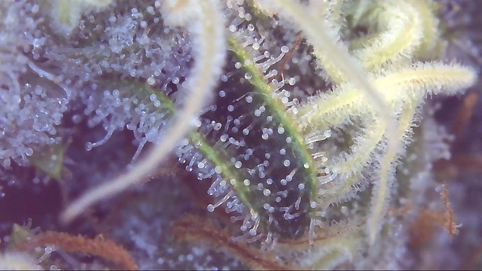 Growreport Bild 7