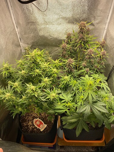 Growreport Bild 8