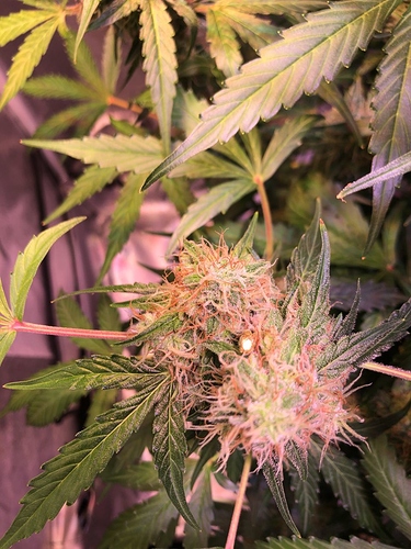 Growreport Bild 38