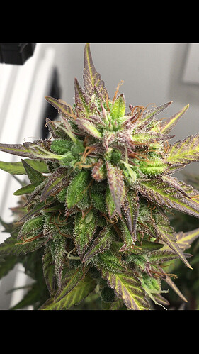 Growreport Bild 11