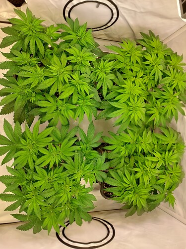 Growreport Bild 4