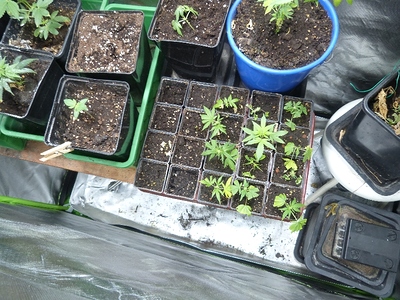 Growreport Bild 12