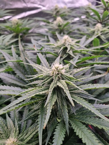 Growreport Bild 3