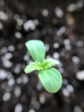 Growreport Bild 39