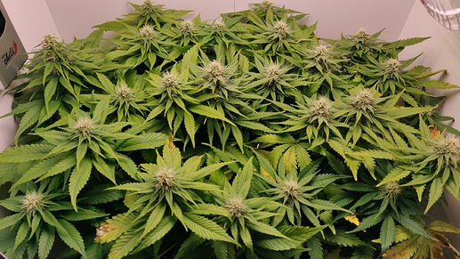 Growreport Bild 19