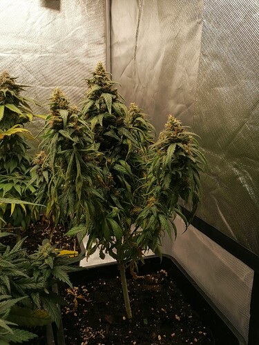 Growreport Bild 4