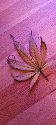 Growreport Bild 3