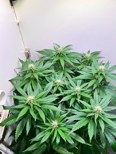 Growreport Bild 2