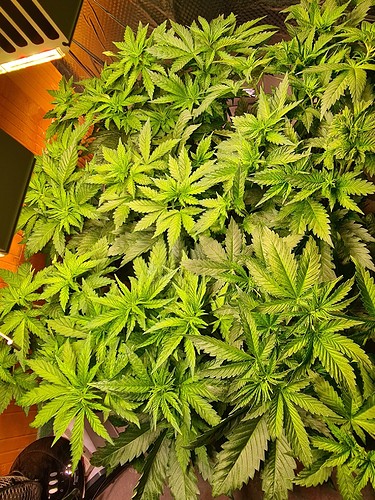 Viele grüne Cannabispflanzen in der Wachstumsphase, die dicht beieinander stehen und von oben beleuchtet werden.