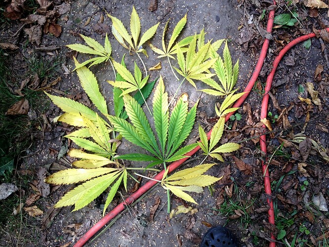 Growreport Bild 7