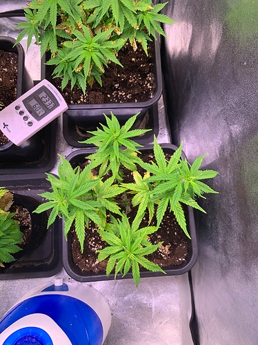 Growreport Bild 2