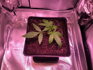 Growreport Bild 2