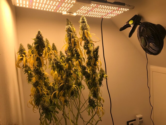 Growreport Bild 4