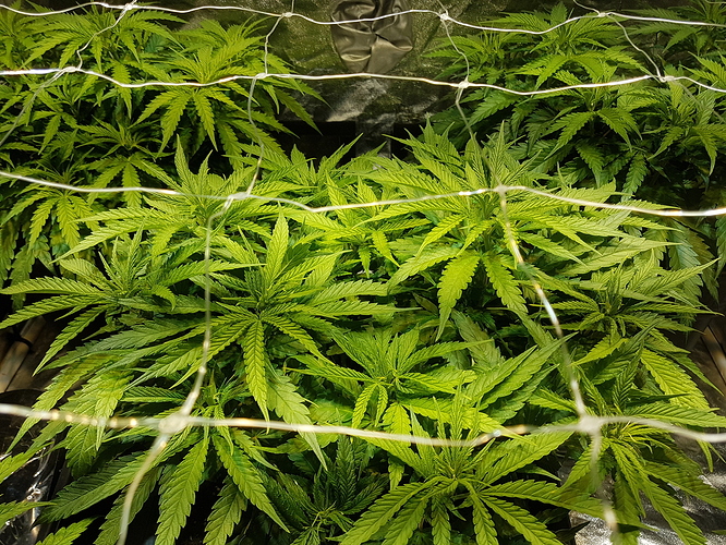 Growreport Bild 13