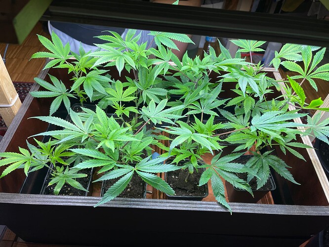 Growreport Bild 4
