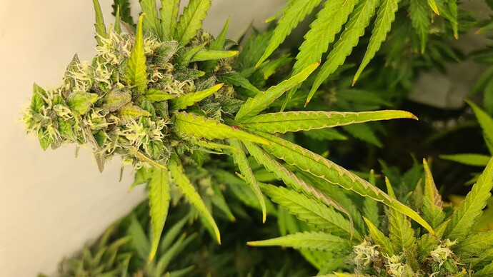 Growreport Bild 12