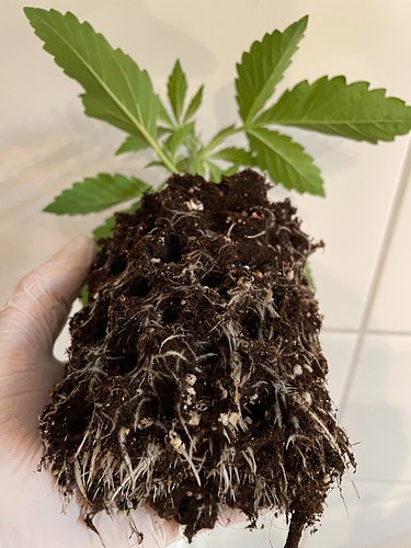 Growreport Bild 16
