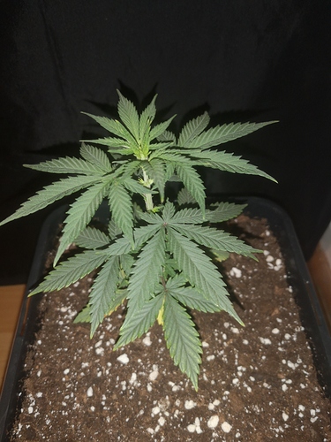 Growreport Bild 4